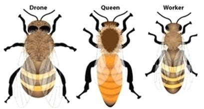 Exploring the Role of Sierra Bees in Indigenous Cultures